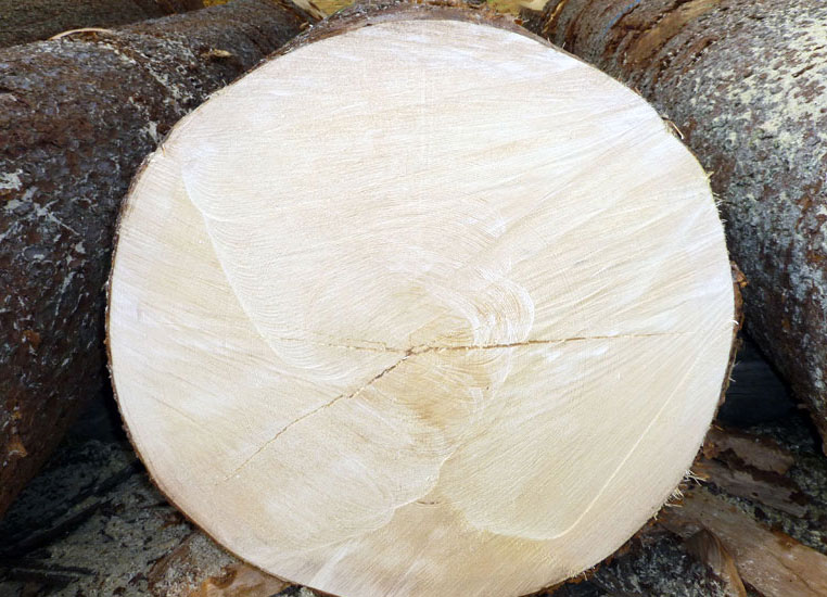 Profile of a German Spruce log